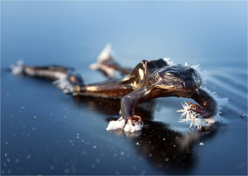 Illustration for article titled Las mejores fotos del mundo en 2013